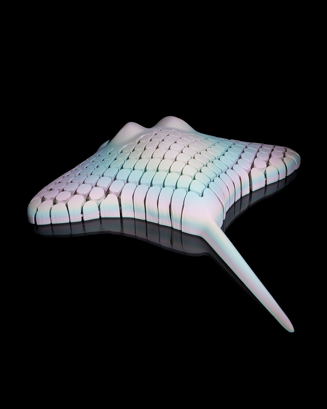 Ray de Manta Rog